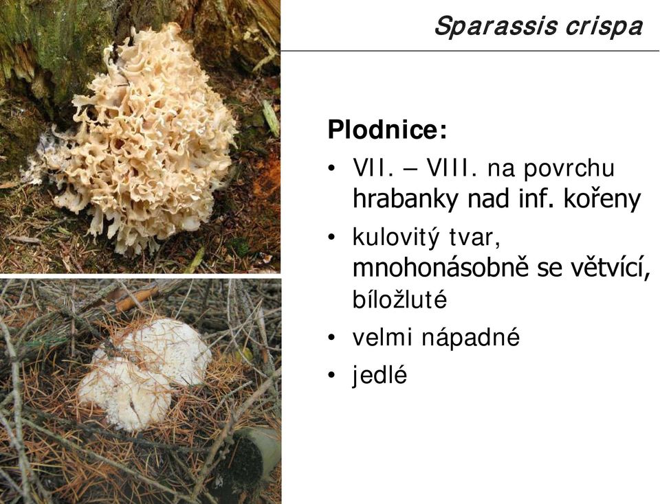 kořeny kulovitý tvar, mnohonásobně