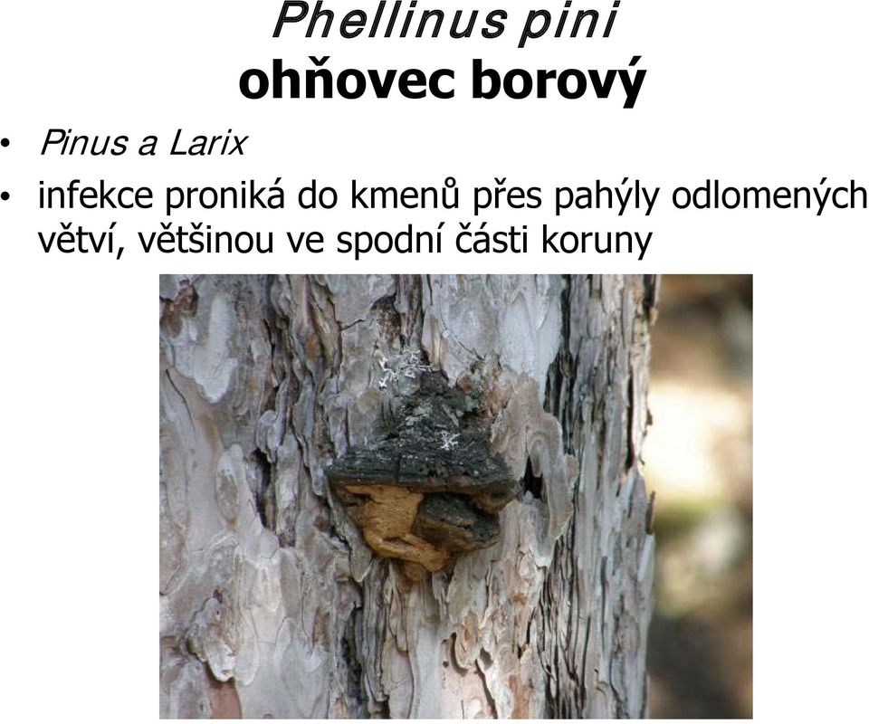 kmenů přes pahýly odlomených