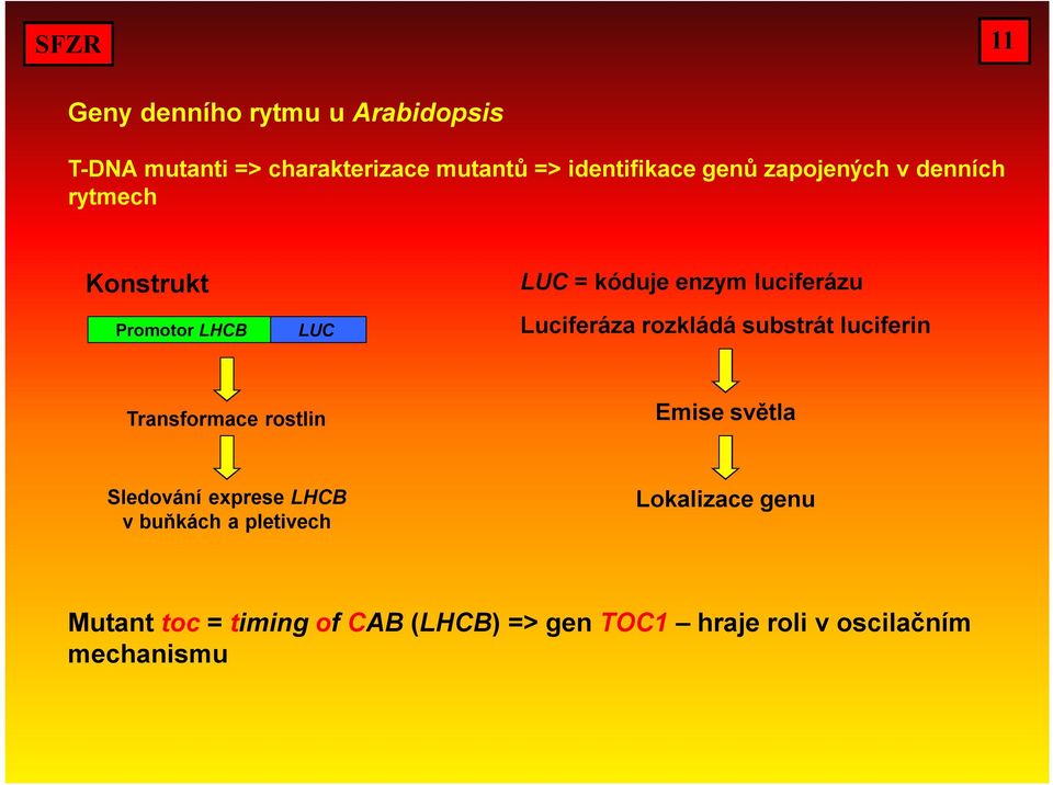 rozkládá substrát luciferin Transformace rostlin Emise světla Sledování exprese LHCB v buňkách a
