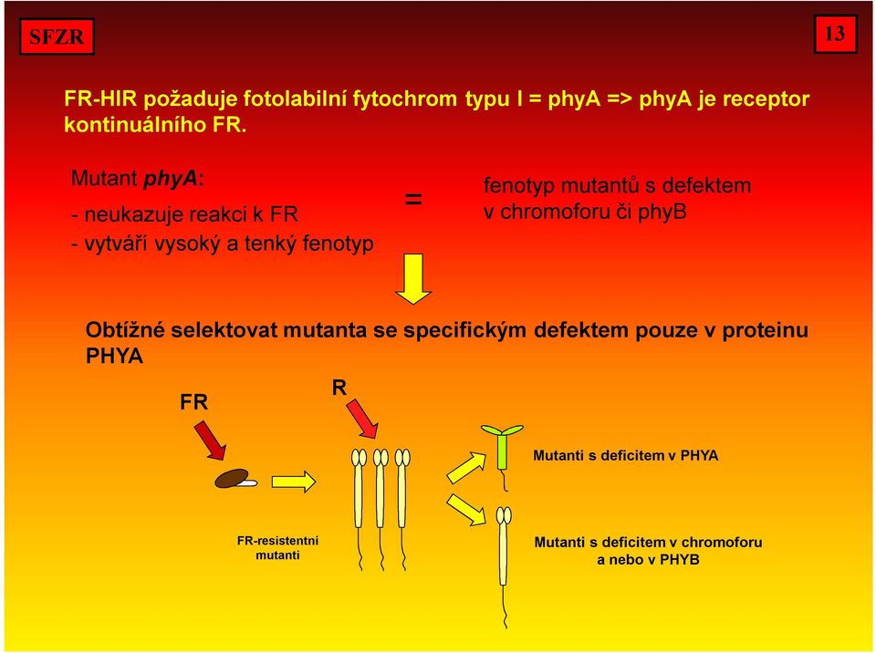 defektem v chromoforu či phyb Obtížné selektovat mutanta se specifickým defektem pouze v