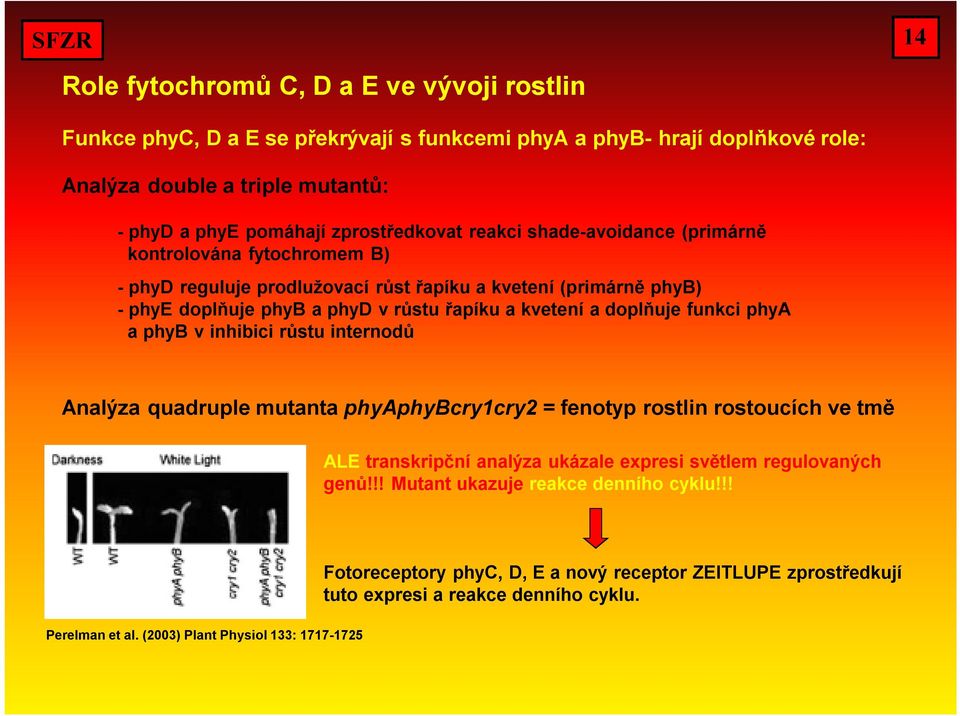 kvetení a doplňuje funkci phya a phyb v inhibici růstu internodů Analýza quadruple mutanta phyaphybcry1cry2 = fenotyp rostlin rostoucích ve tmě ALE transkripční analýza ukázale expresi světlem