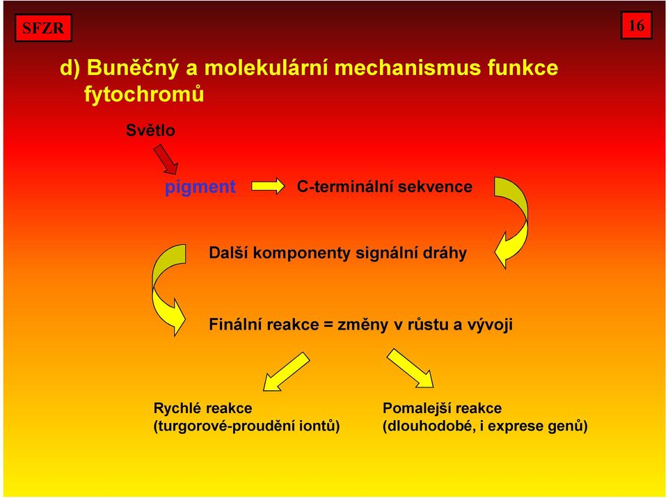 dráhy Finální reakce = změny v růstu a vývoji Rychlé reakce