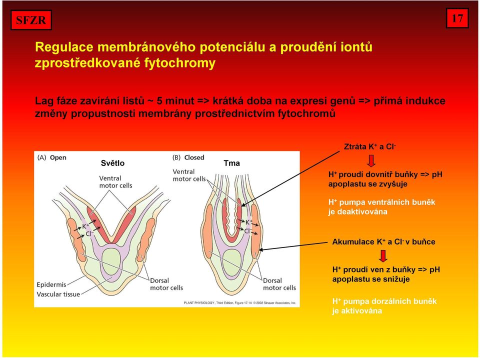 Cl - Světlo Tma H + proudí dovnitř buňky => ph apoplastu se zvyšuje H + pumpa ventrálních buněk je deaktivována