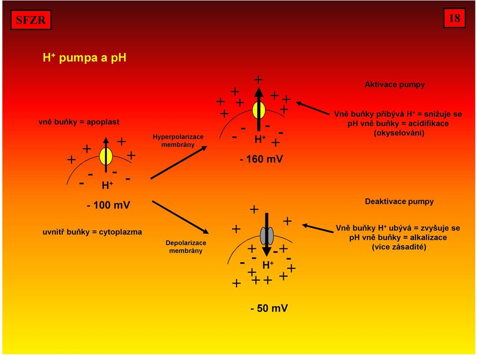 (okyselování) - 100 mv uvnitř buňky = cytoplazma Depolarizace membrány + + + + + - - - - H + + + +