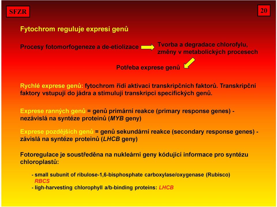 Exprese ranných genů = genů primární reakce (primary response genes) - nezávislá na syntéze proteinů (MYB geny) Exprese pozdějších genů = genů sekundární reakce (secondary response genes) -