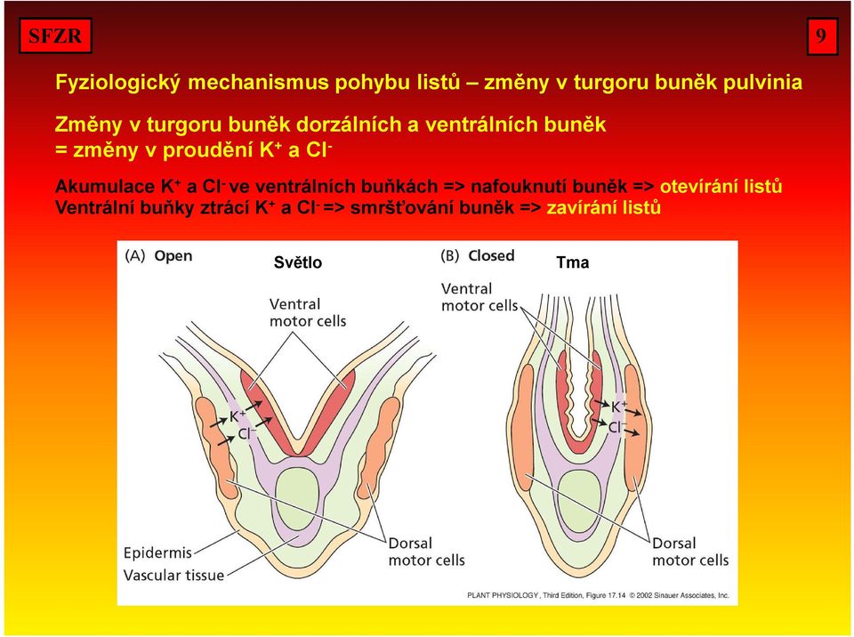 Akumulace K + a Cl - ve ventrálních buňkách => nafouknutí buněk => otevírání