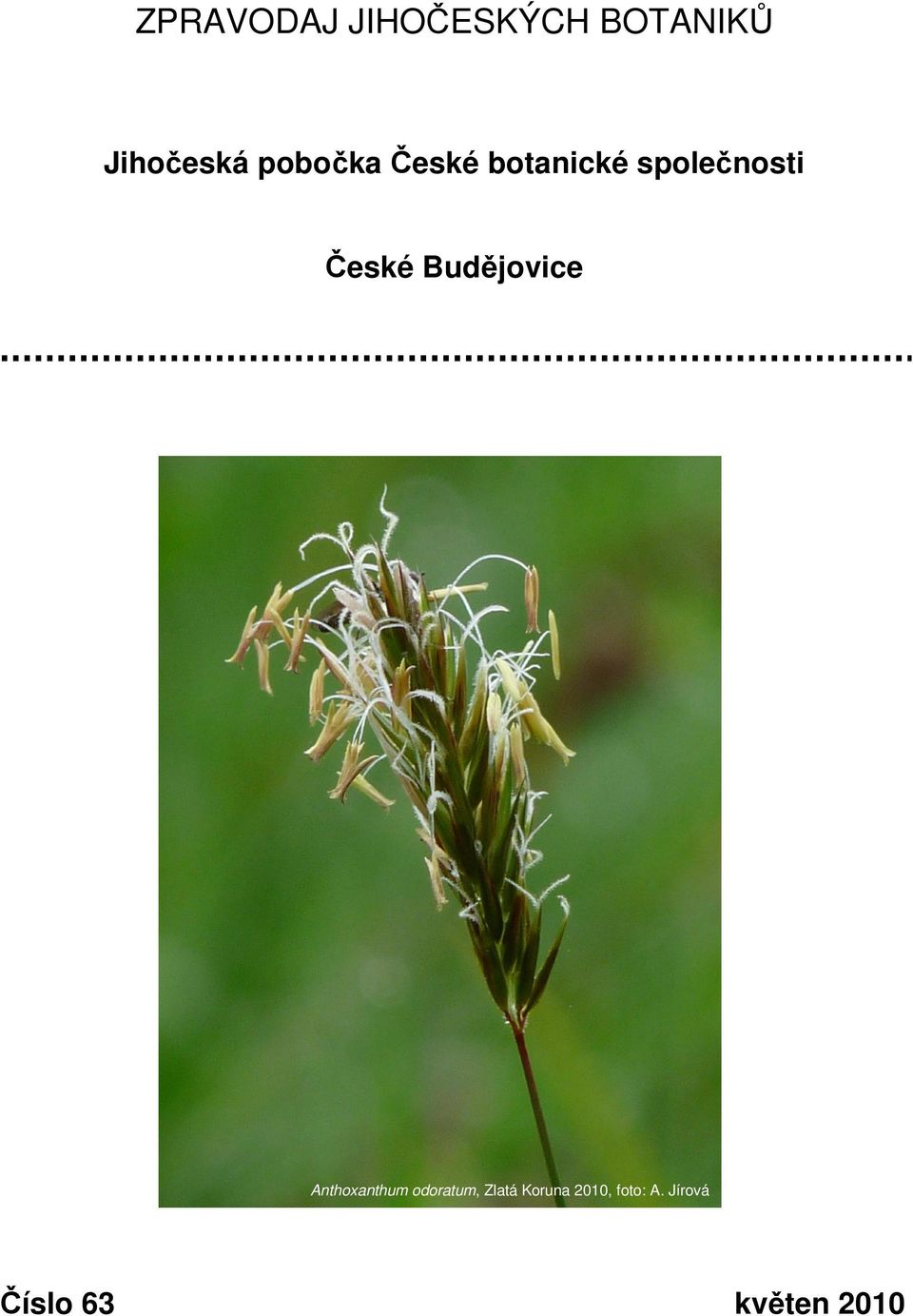 Budějovice Anthoxanthum odoratum, Zlatá