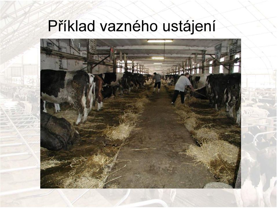 ustájení