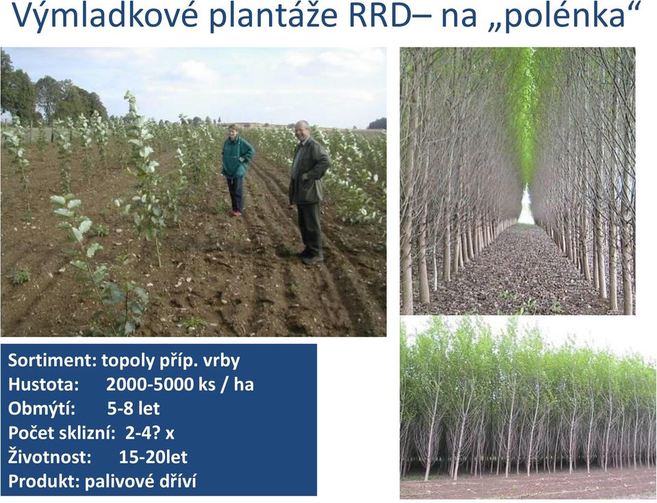 vrby Hustota: 2000-5000 ks / ha Obmýtí: 5-8 let