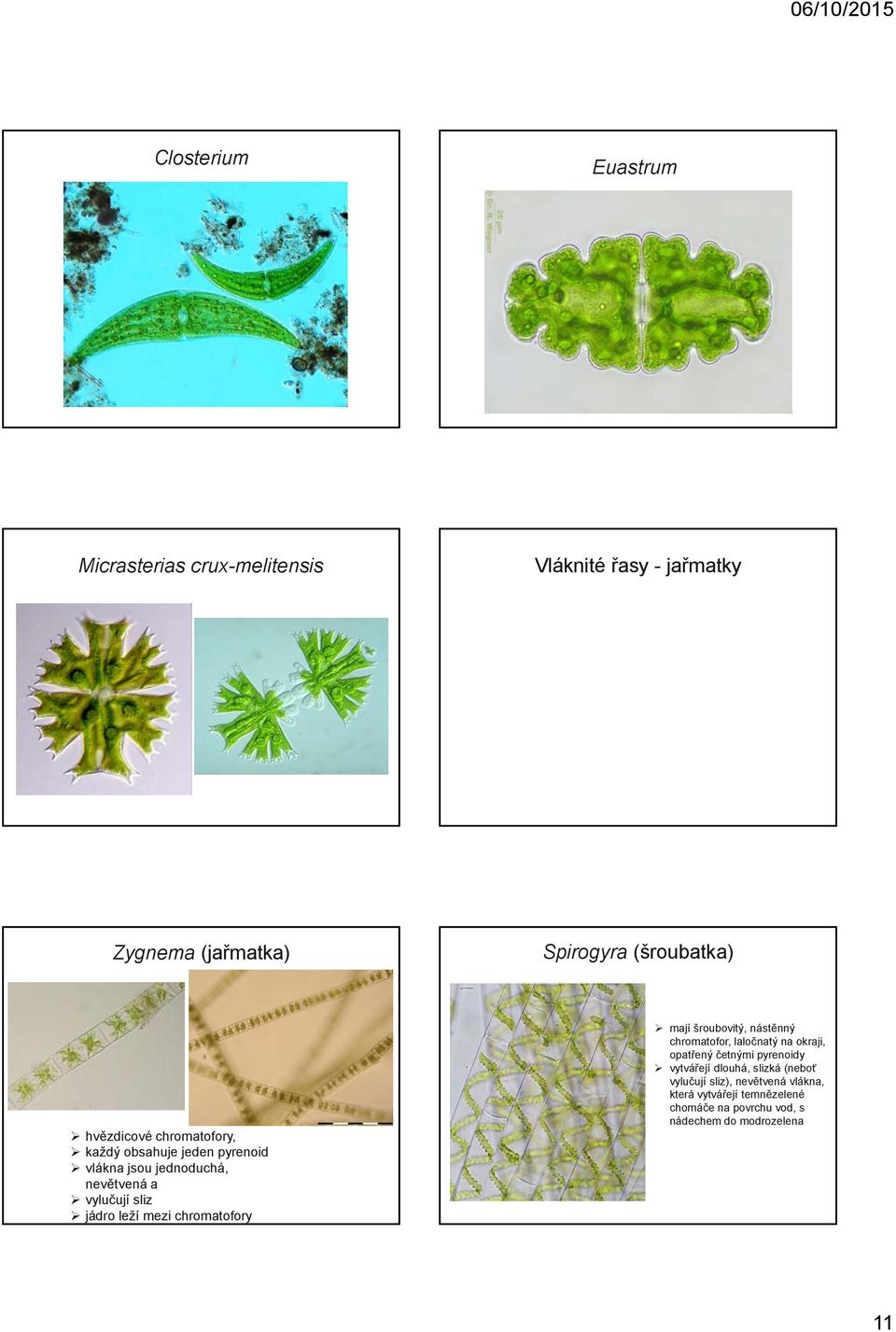 chromatofory mají šroubovitý, nástěnný chromatofor, laločnatý na okraji, opatřený četnými pyrenoidy vytvářejí dlouhá,