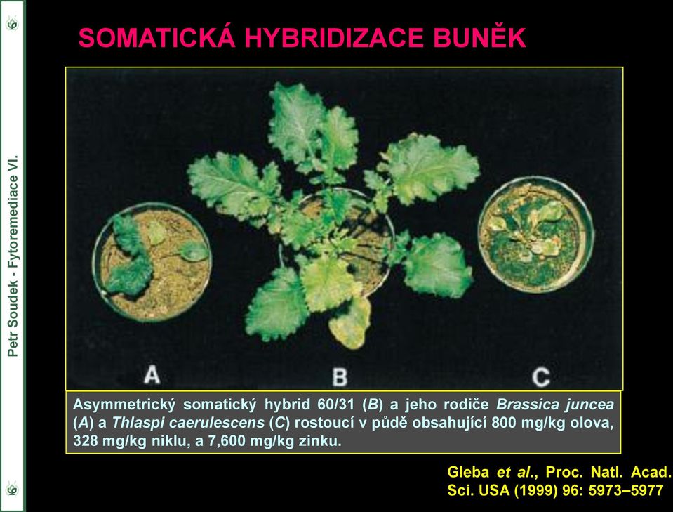 rostoucí v půdě obsahující 800 mg/kg olova, 328 mg/kg niklu, a