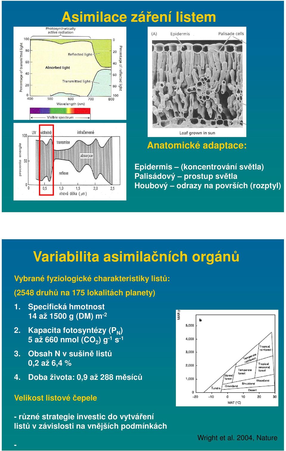 Specifická hmotnost 14 až 1500 g (DM) m -2 2. Kapacita fotosyntézy (P N ) 5 až 660 nmol (CO 2 ) g -1 s -1 3.