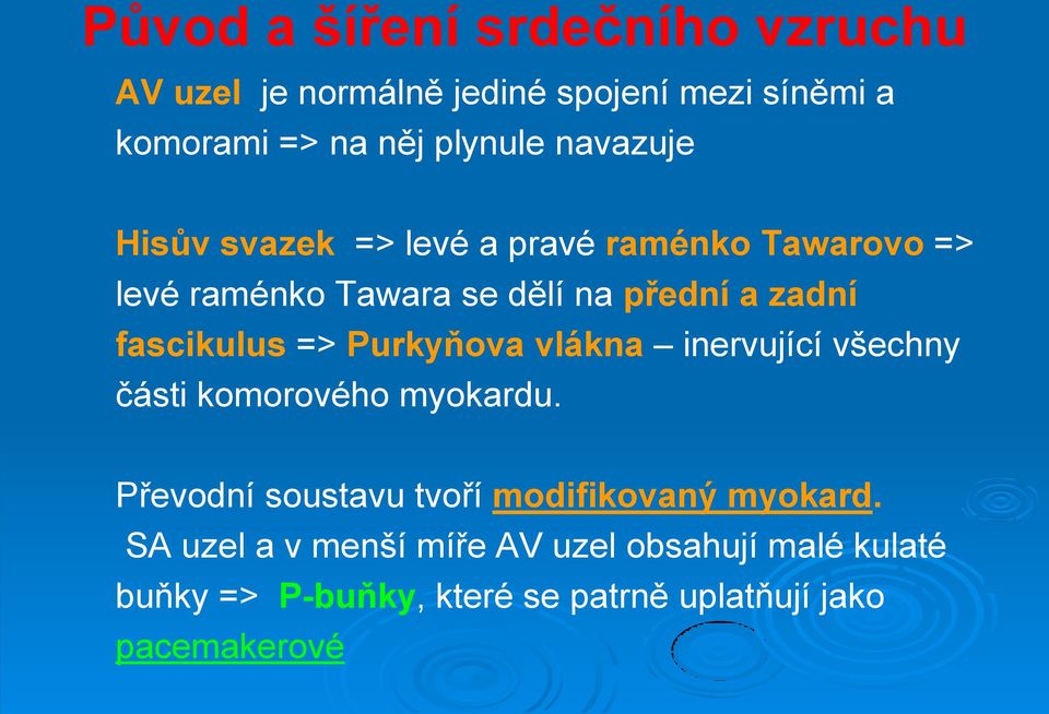 fascikulus => Purkyňova vlákna inervující všechny části komorového myokardu.