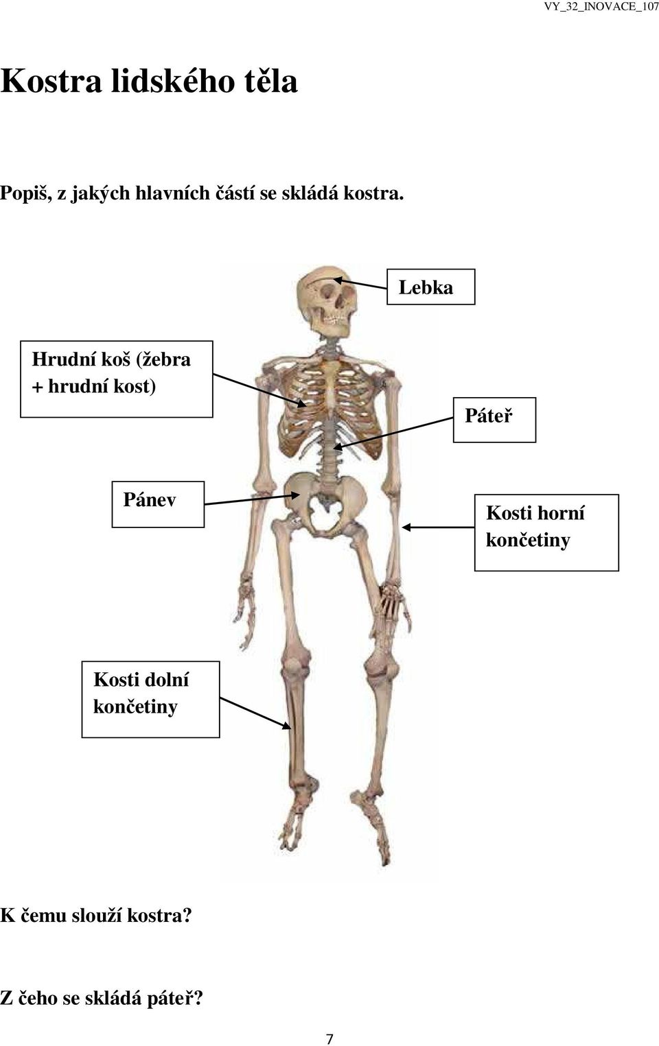 Lebka Hrudní koš (žebra + hrudní kost) Páteř Pánev Kosti