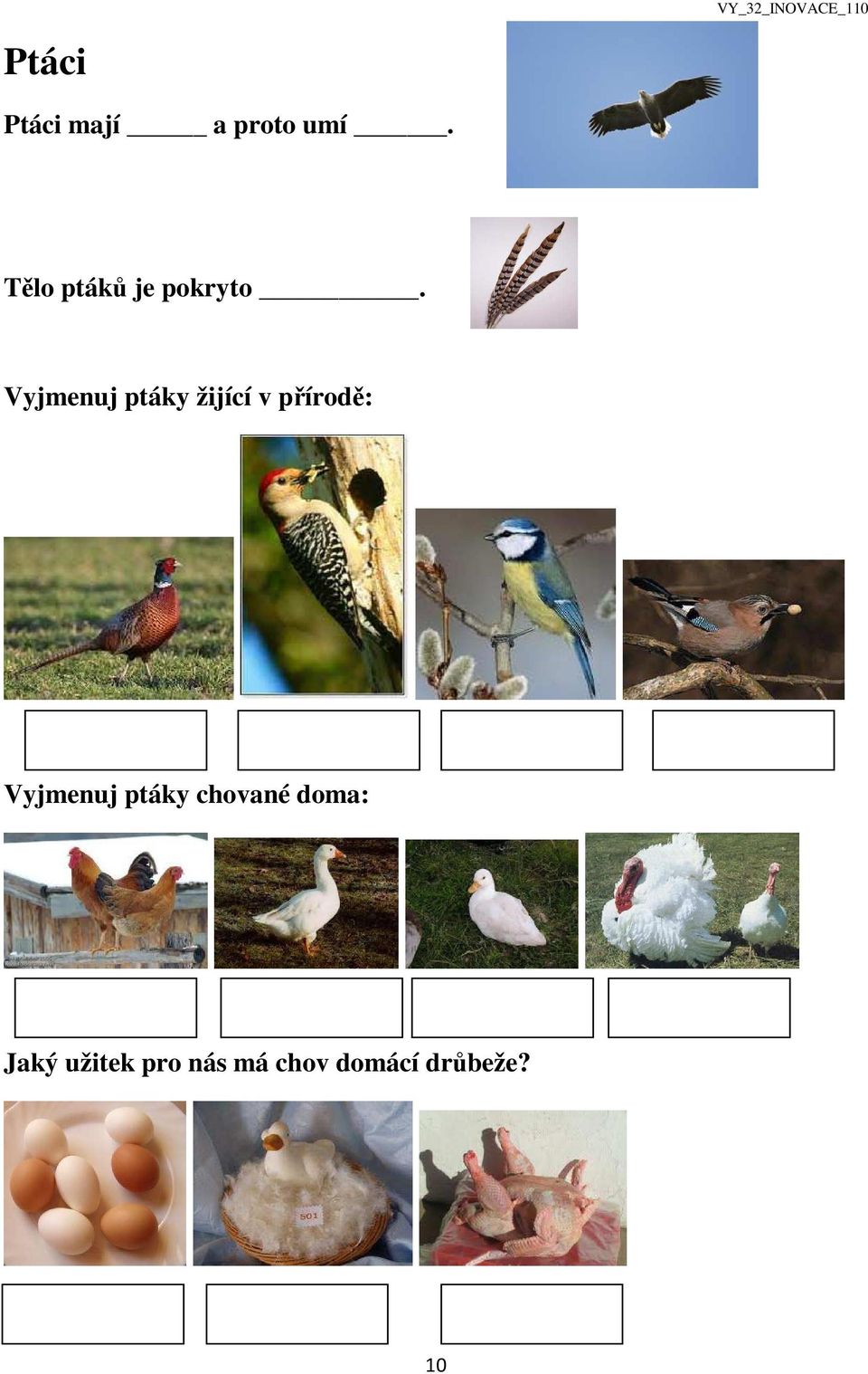 Vyjmenuj ptáky žijící v přírodě: Vyjmenuj