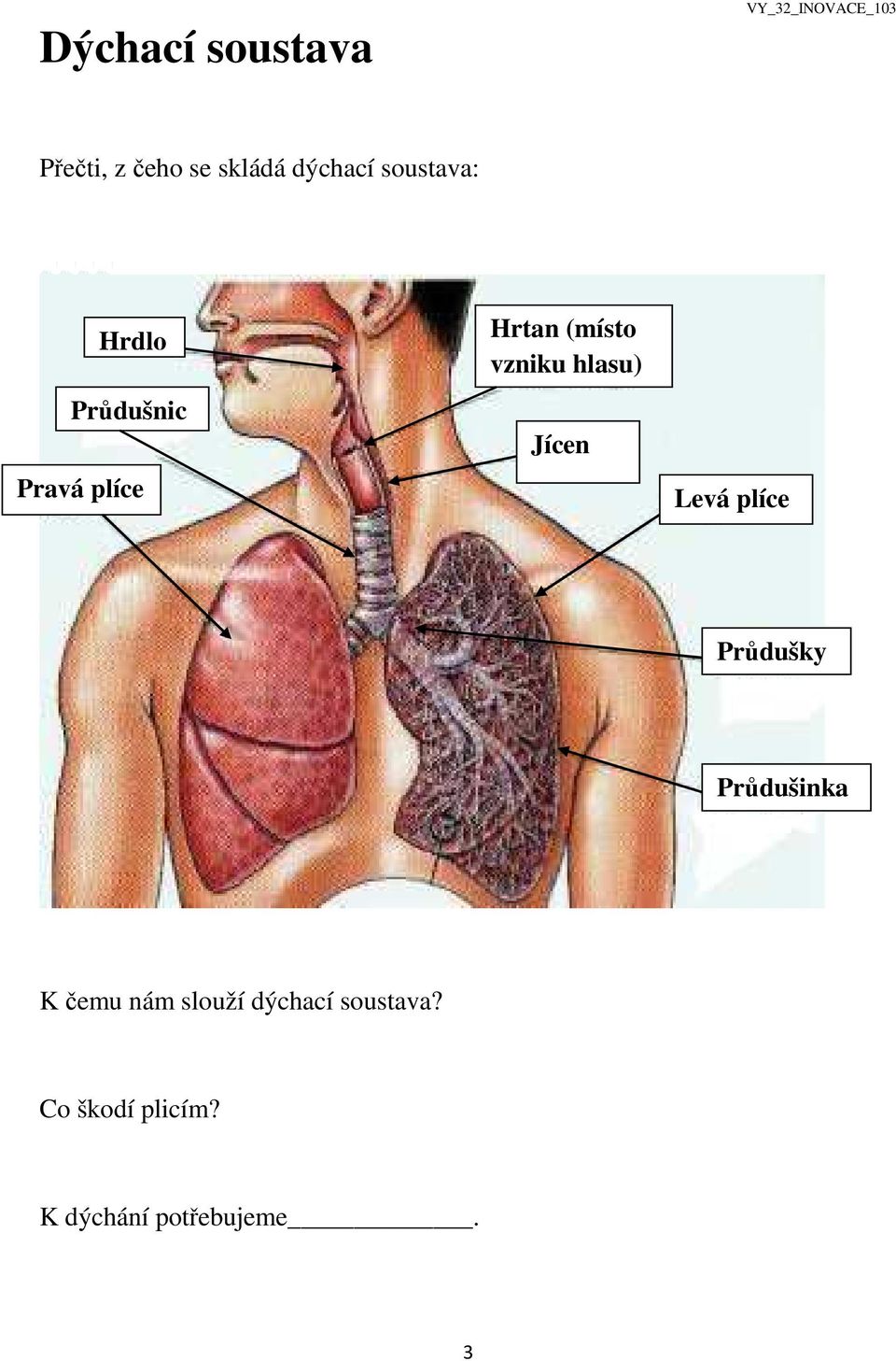 vzniku hlasu) Jícen Levá plíce Průdušky Průdušinka K čemu nám