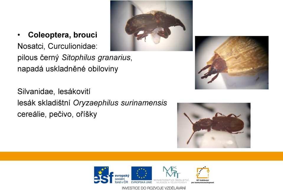 uskladněné obiloviny Silvanidae, lesákovití