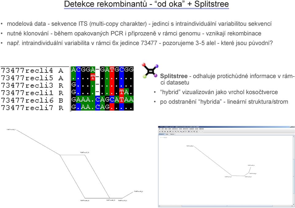 rekombince npř. intrindividuální vribilit v rámci 6x jedince 73477 - pozorujeme 3-5 lel - které jsou původní?