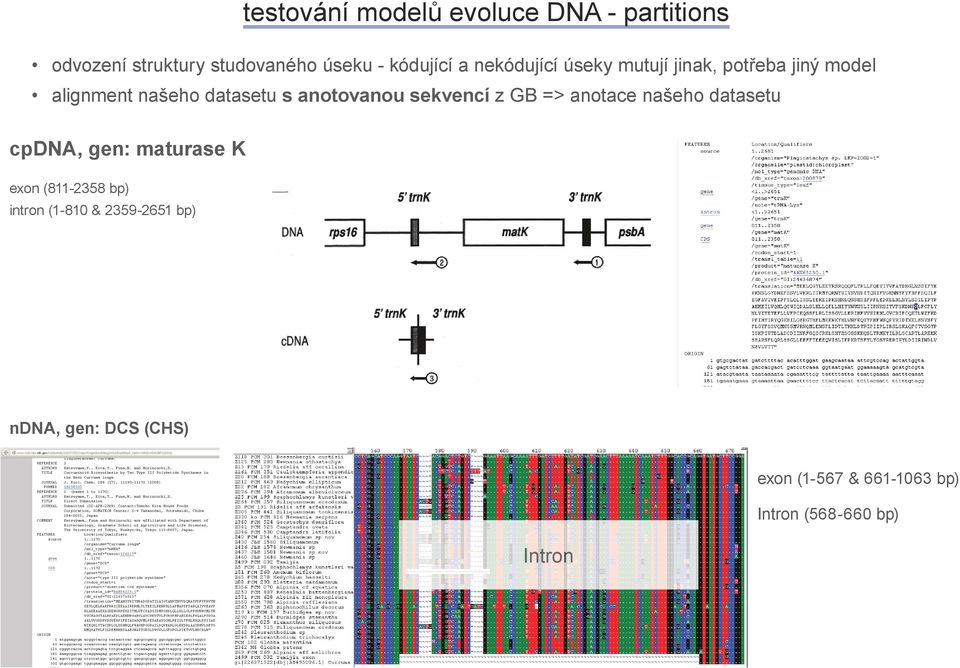 sekvencí z GB => notce nšeho dtsetu cpdna, gen: mturse K exon (811-2358 bp) intron