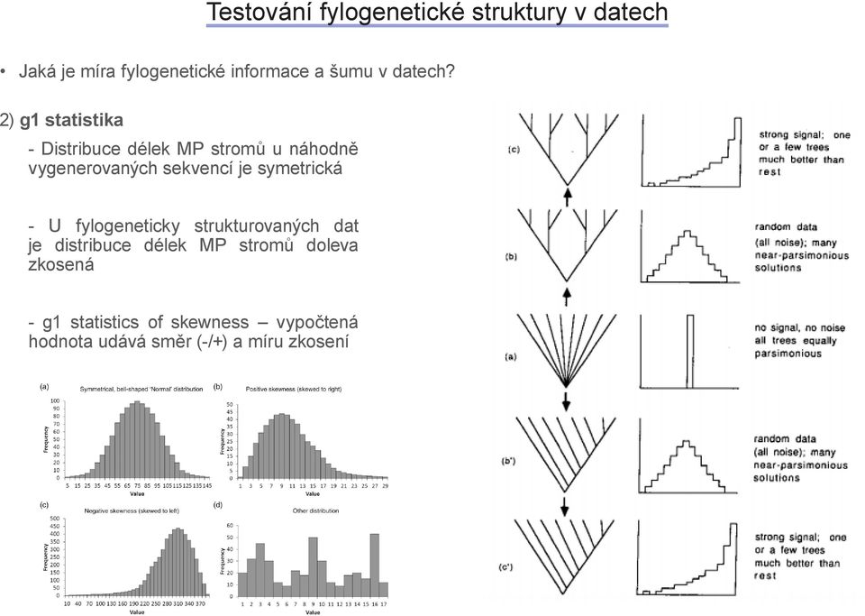 2) g1 sttistik - Distribuce délek MP stromů u náhodně vygenerovných sekvencí je