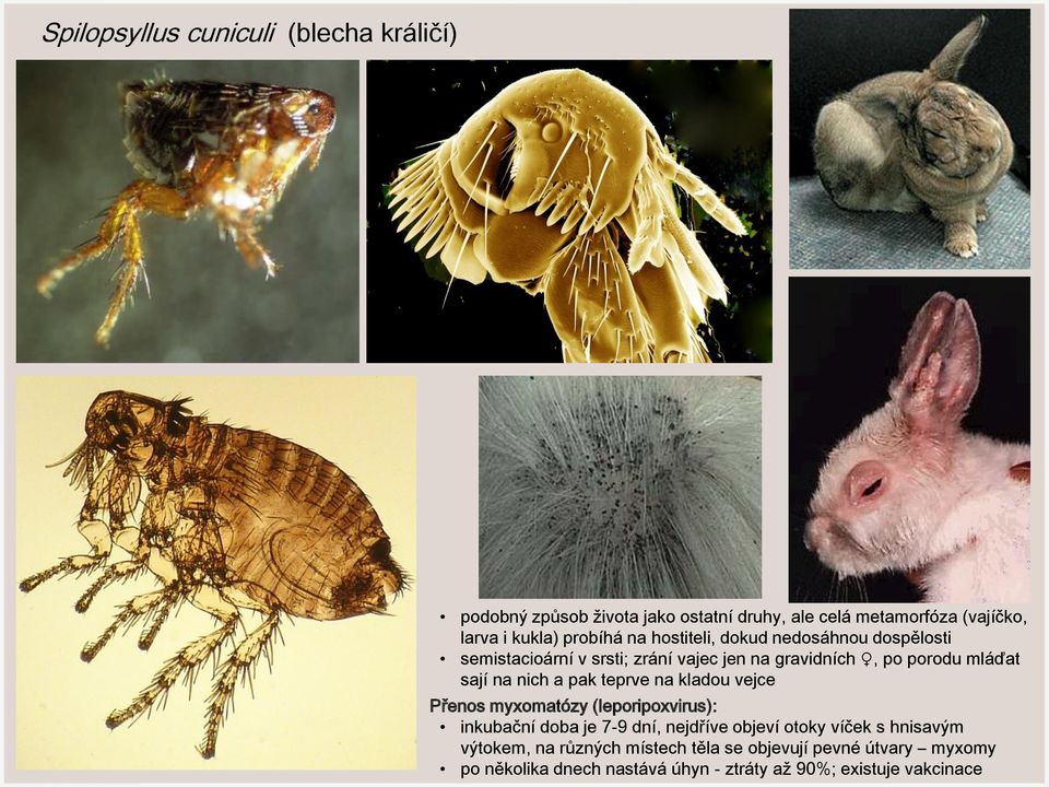 nich a pak teprve na kladou vejce Přenos myxomatózy (leporipoxvirus): inkubační doba je 7-9 dní, nejdříve objeví otoky víček s