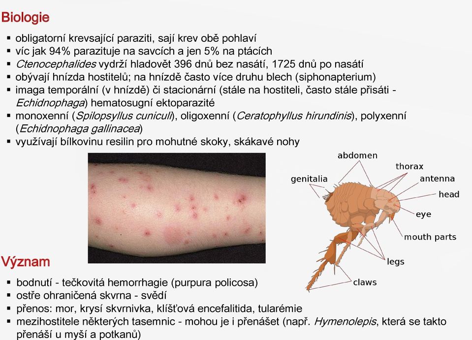 monoxenní (Spilopsyllus cuniculi), oligoxenní (Ceratophyllus hirundinis), polyxenní (Echidnophaga gallinacea) využívají bílkovinu resilin pro mohutné skoky, skákavé nohy Význam bodnutí - tečkovitá