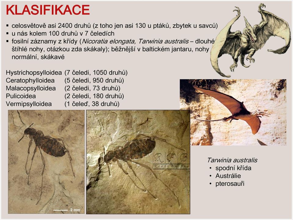 nohy normální, skákavé Hystrichopsylloidea (7 čeledi, 1050 druhů) Ceratophylloidea (5 čeledi, 950 druhů) Malacopsylloidea (2