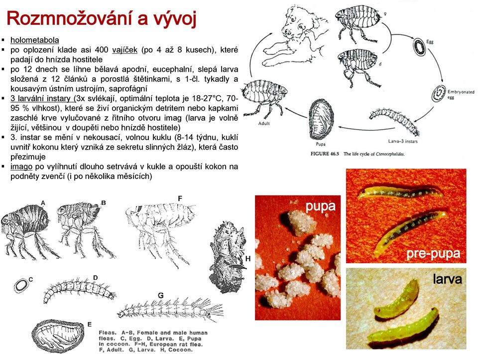 tykadly a kousavým ústním ustrojím, saprofágní 3 larvální instary (3x svlékají, optimální teplota je 18-27 C, 70-95 % vlhkost), které se živí organickým detritem nebo kapkami zaschlé krve