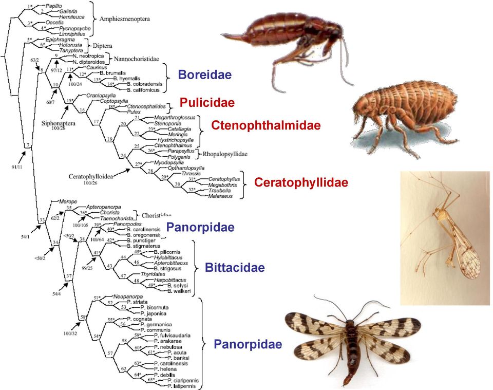 Ceratophyllidae