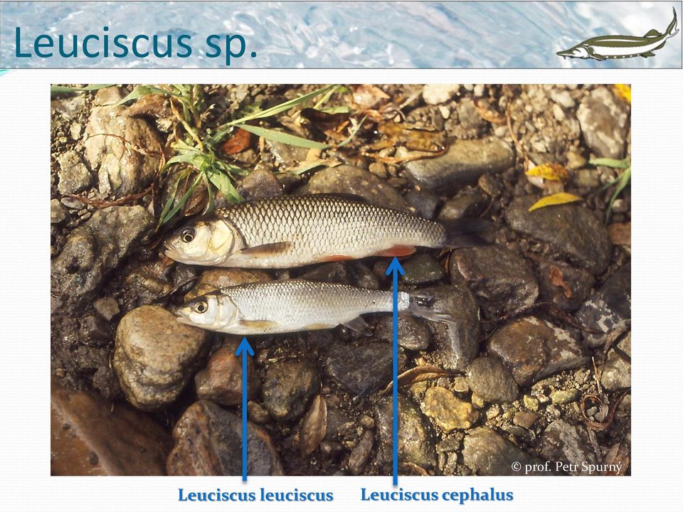 leuciscus 