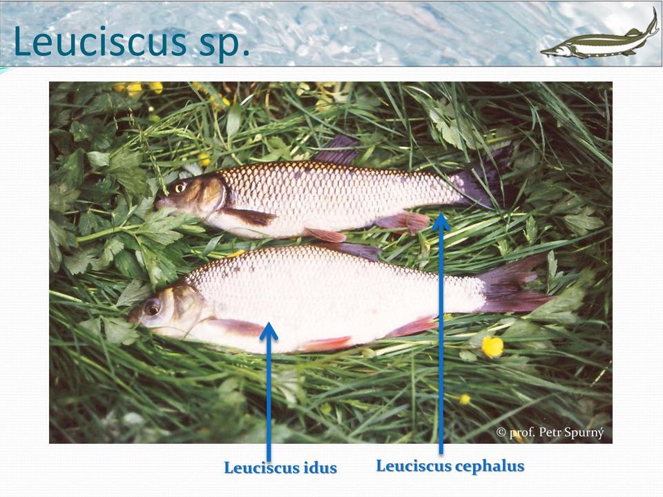 Spurný Leuciscus