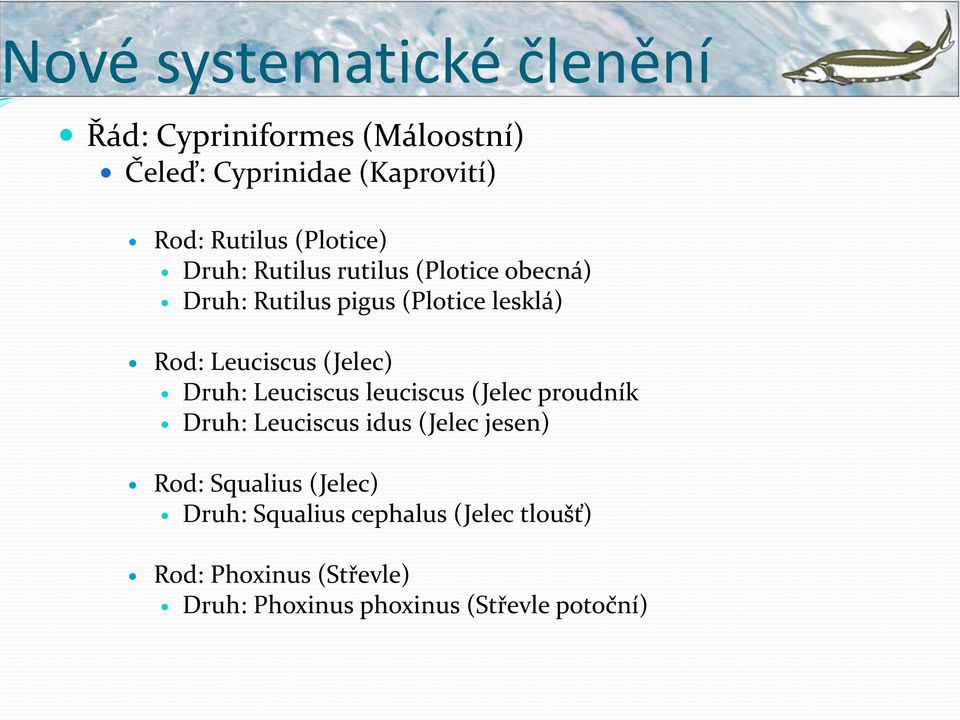 (Jelec) Druh: Leuciscus leuciscus (Jelec proudník Druh: Leuciscus idus (Jelec jesen) Rod: Squalius