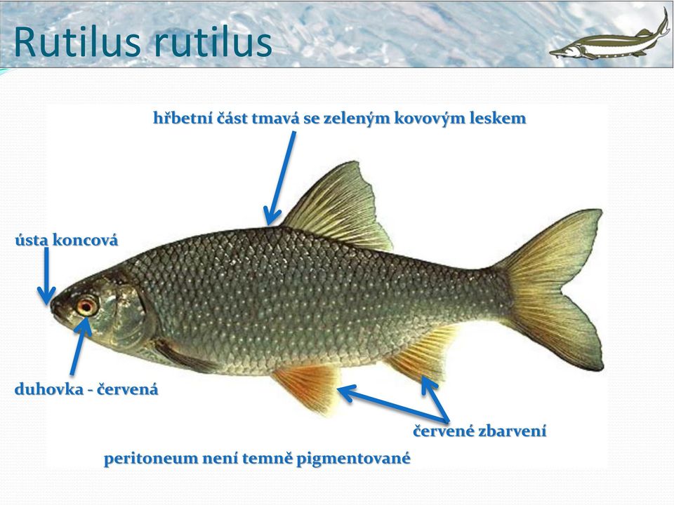 koncová duhovka - červená