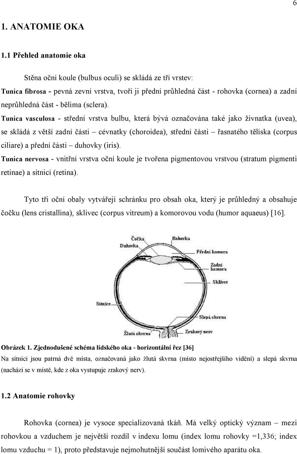 bělima (sclera).