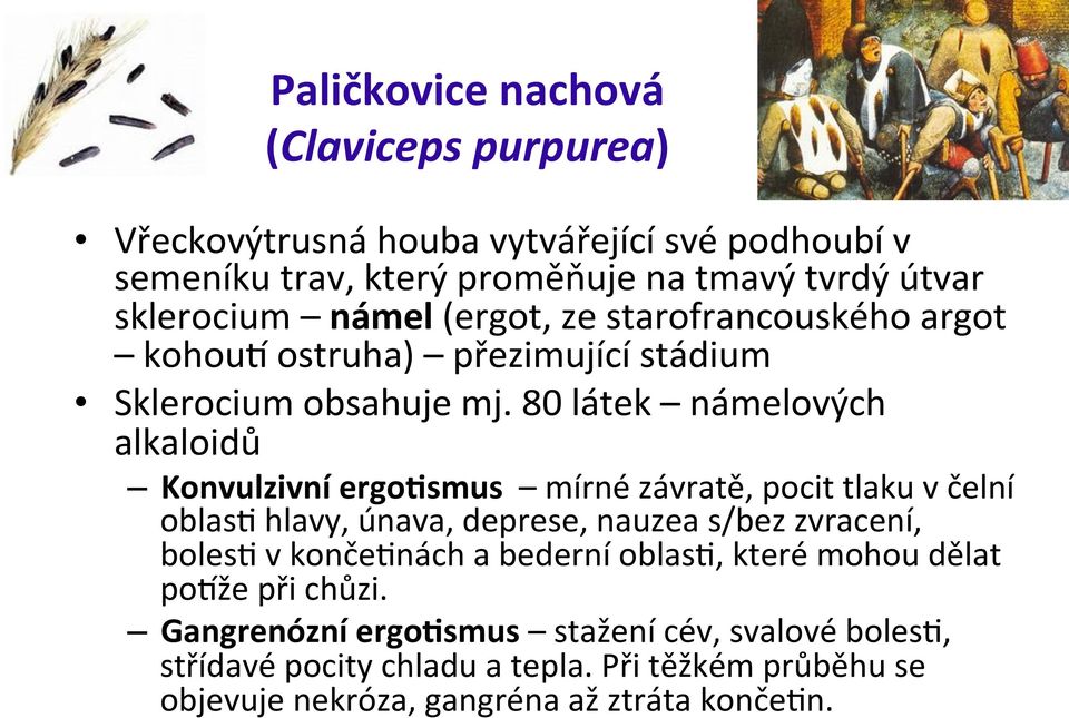 80 látek námelových alkaloidů Konvulzivní ergoesmus mírné závratě, pocit tlaku v čelní oblase hlavy, únava, deprese, nauzea s/bez zvracení, bolese v