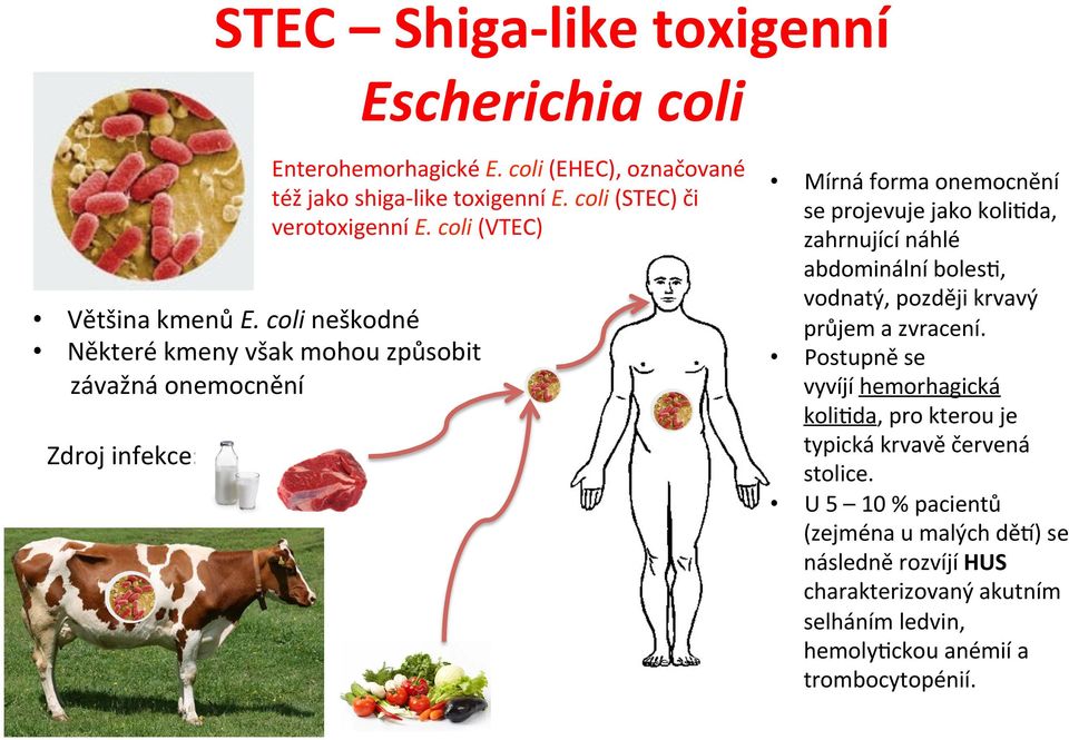 coli (EHEC), označované též jako shiga-like toxigenní E. coli (STEC) či verotoxigenní E.