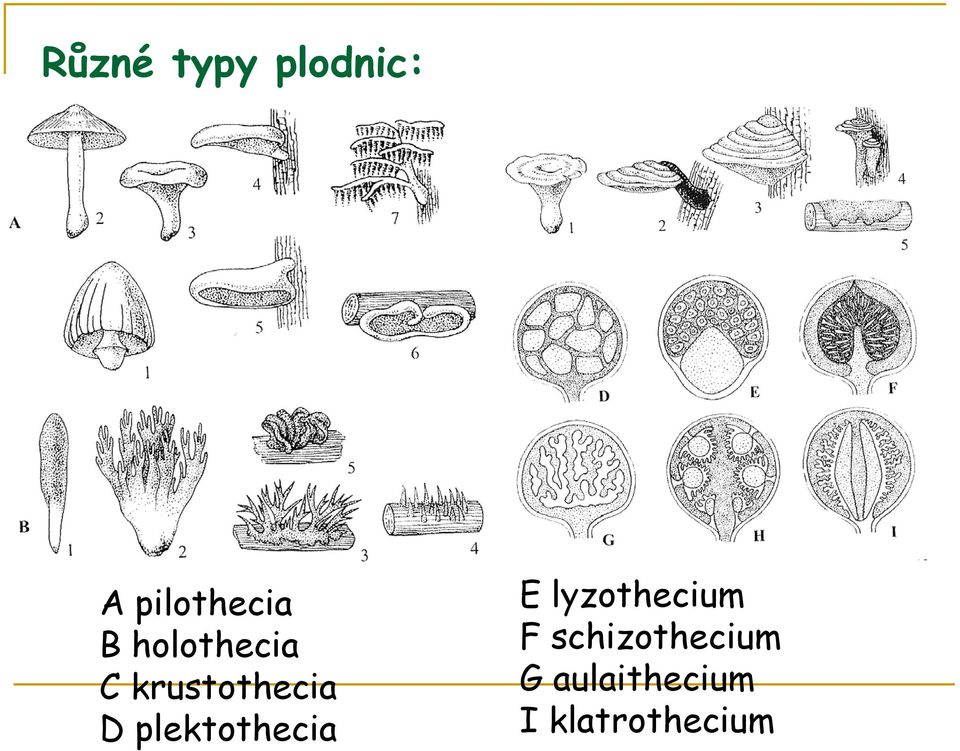 plektothecia E lyzothecium F