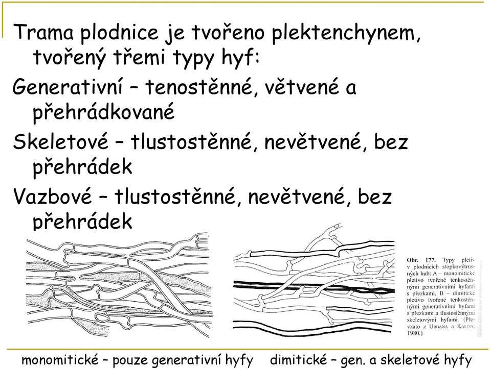 tlustostěnné, nevětvené, bez přehrádek Vazbové tlustostěnné,