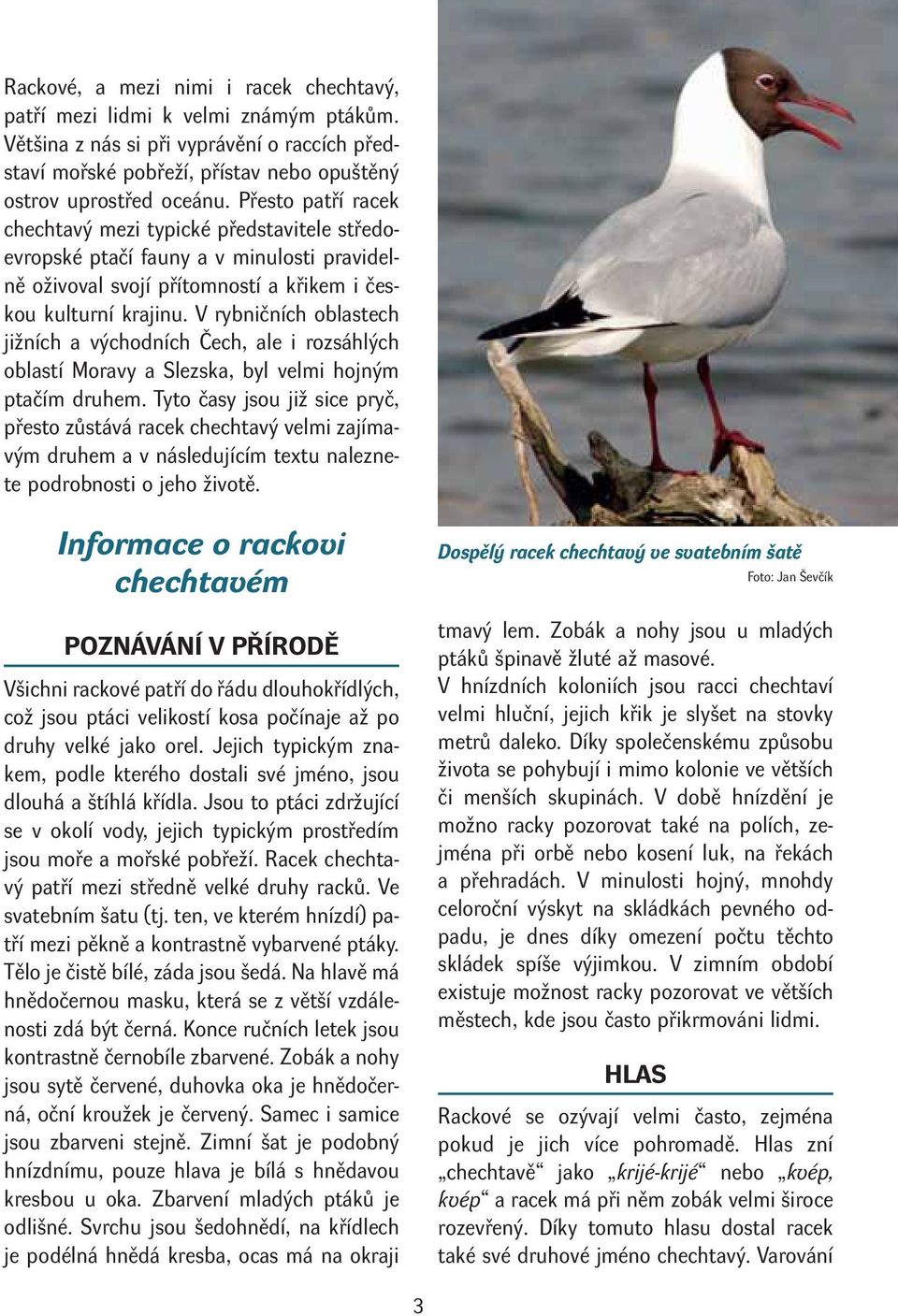 V rybničních oblastech jižních a východních Čech, ale i rozsáhlých oblastí Moravy a Slezska, byl velmi hojným ptačím druhem.