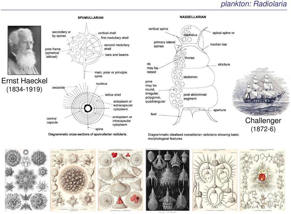 Haeckel