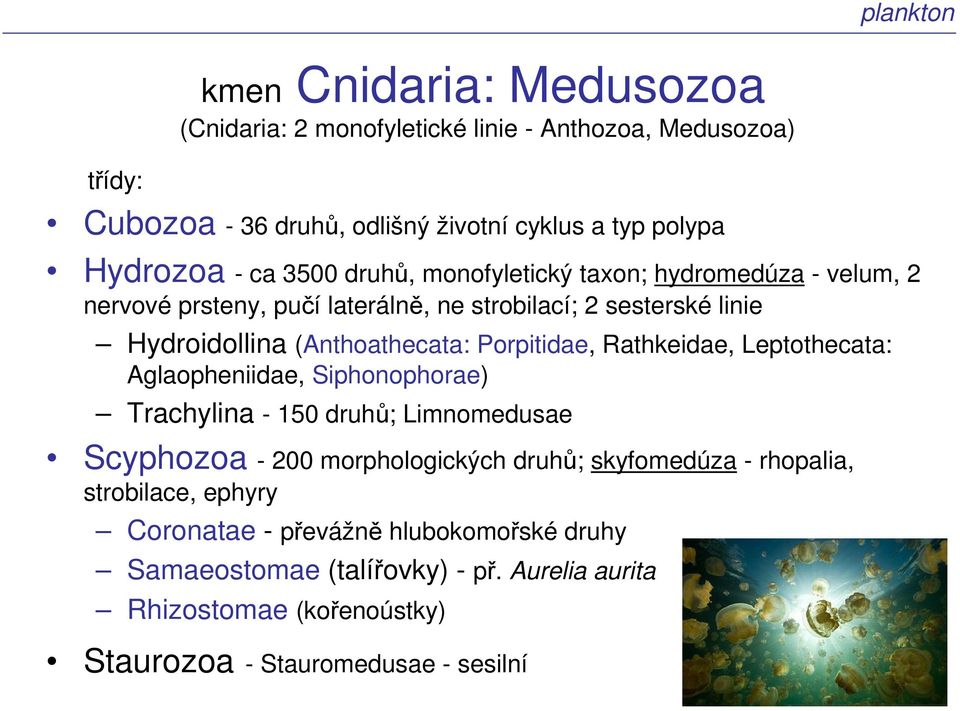 Porpitidae, Rathkeidae, Leptothecata: Aglaopheniidae, Siphonophorae) Trachylina - 150 druhů; Limnomedusae Scyphozoa - 200 morphologických druhů; skyfomedúza -