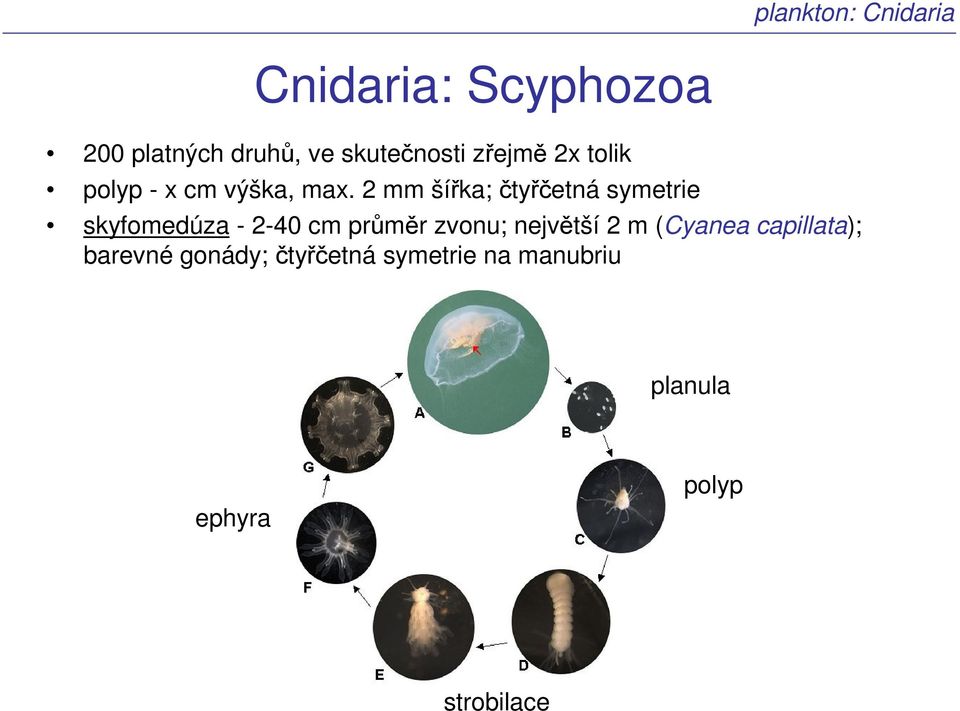 2 mm šířka; čtyřčetná symetrie skyfomedúza - 2-40 cm průměr zvonu;