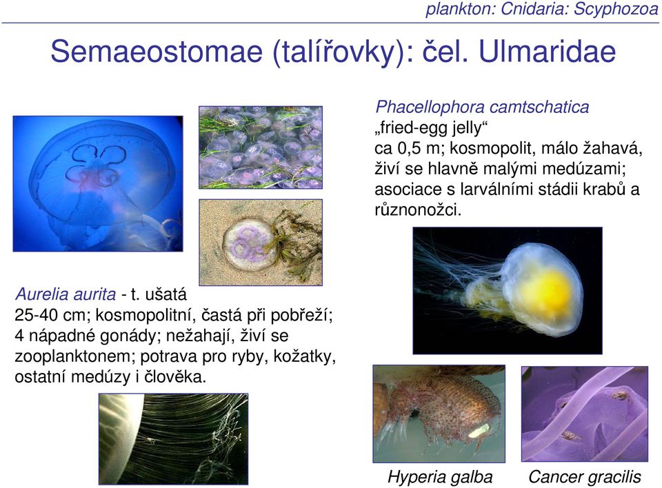 malými medúzami; asociace s larválními stádii krabů a různonožci. Aurelia aurita - t.