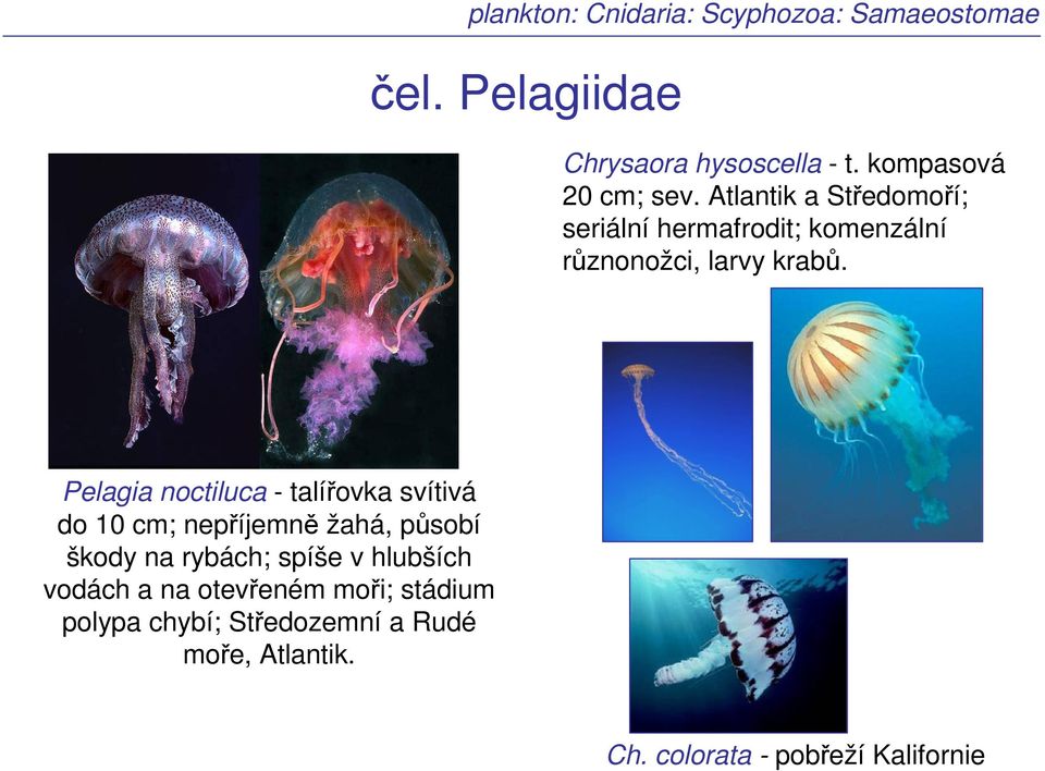 Pelagia noctiluca - talířovka svítivá do 10 cm; nepříjemně žahá, působí škody na rybách; spíše v