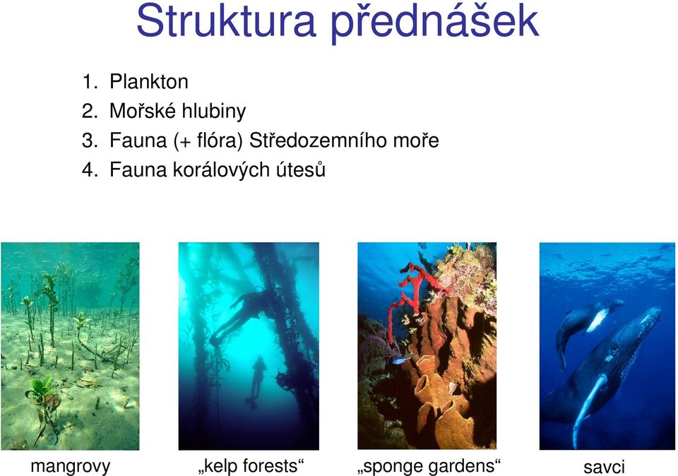 Fauna (+ flóra) Středozemního moře 4.