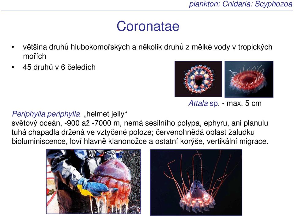 5 cm Periphylla periphylla helmet jelly světový oceán, -900 až -7000 m, nemá sesilního polypa, ephyru,