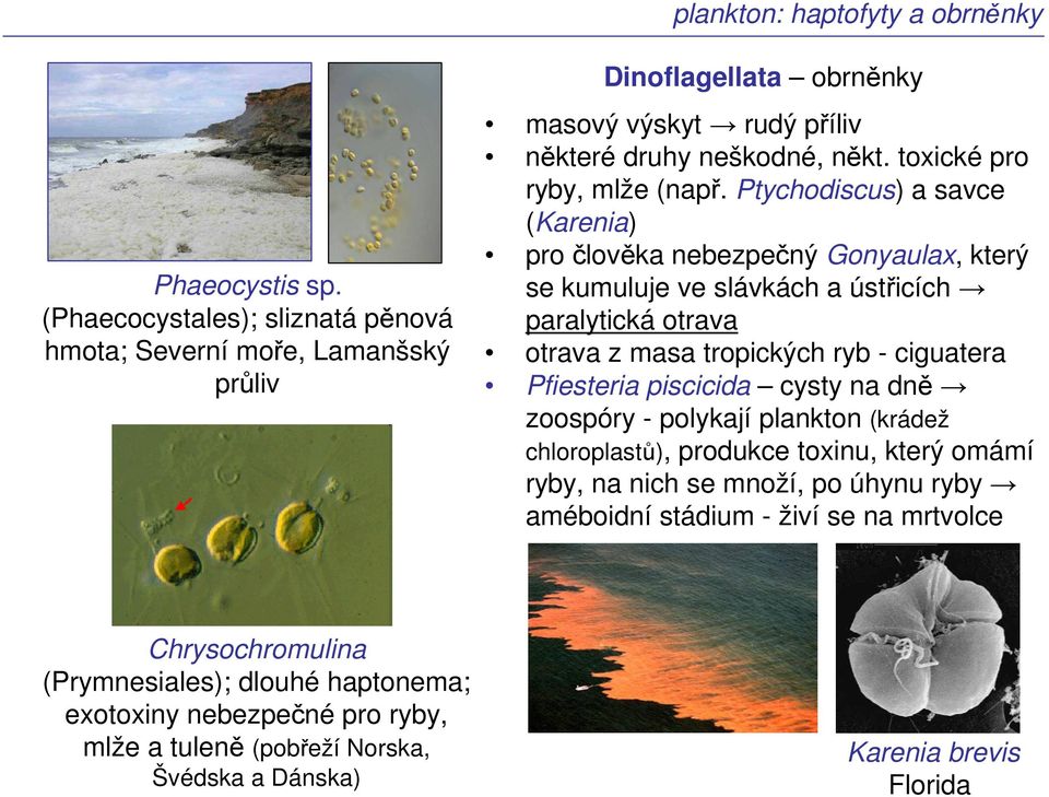 Ptychodiscus) a savce (Karenia) pro člověka nebezpečný Gonyaulax, který se kumuluje ve slávkách a ústřicích paralytická otrava otrava z masa tropických ryb - ciguatera Pfiesteria