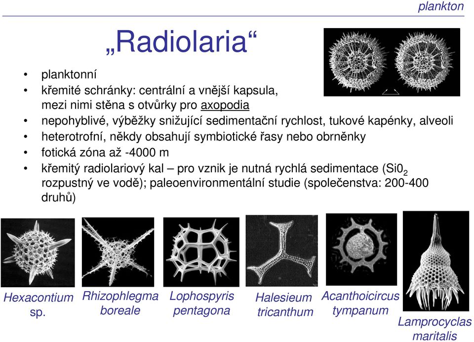 m křemitý radiolariový kal pro vznik je nutná rychlá sedimentace (Si0 2 rozpustný ve vodě); paleoenvironmentální studie (společenstva: