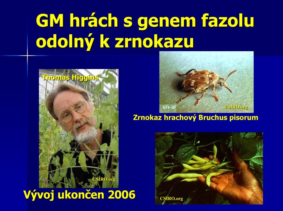 org Zrnokaz hrachový Bruchus