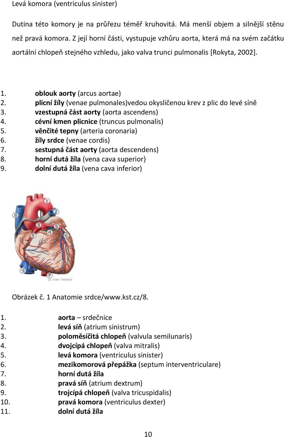 plicní žíly (venae pulmonales)vedou okysličenou krev z plic do levé síně 3. vzestupná část aorty (aorta ascendens) 4. cévní kmen plicnice (truncus pulmonalis) 5. věnčité tepny (arteria coronaria) 6.